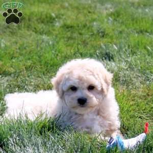 Chance, Bich-Poo Puppy