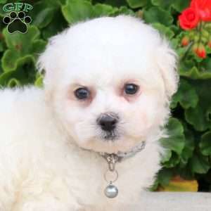 Chance, Bichon Frise Puppy