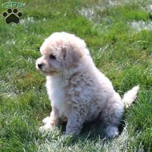 Chance, Bich-Poo Puppy