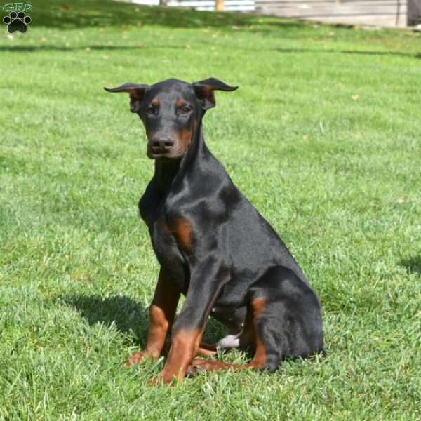 Charger, Doberman Pinscher Puppy