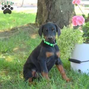Charger, Doberman Pinscher Puppy