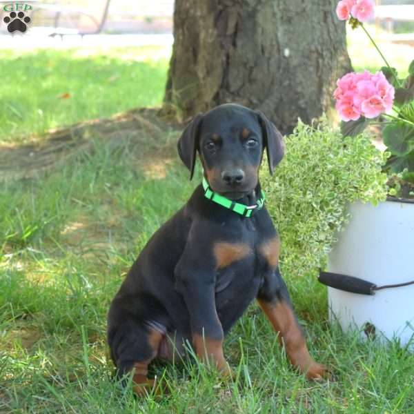 Charger, Doberman Pinscher Puppy