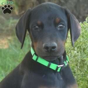 Charger, Doberman Pinscher Puppy