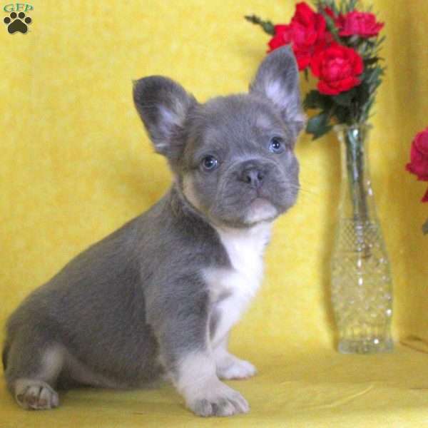 Charles, French Bulldog Puppy