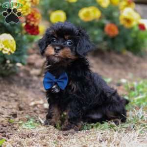 Charlie, Shih-Poo Puppy
