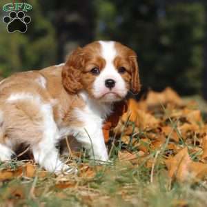Charlie, Cavalier King Charles Spaniel Puppy