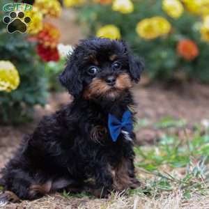 Charlie, Shih-Poo Puppy