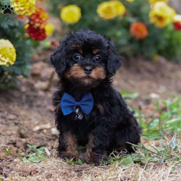 Charlie, Shih-Poo Puppy