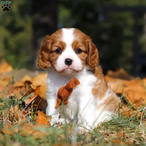 Charlie, Cavalier King Charles Spaniel Puppy