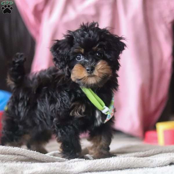 Charlie, Shih-Poo Puppy