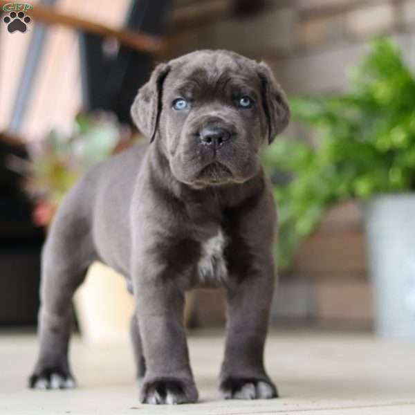 Charlie, Cane Corso Puppy