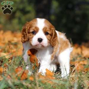 Charlie, Cavalier King Charles Spaniel Puppy