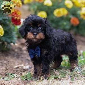 Charlie, Shih-Poo Puppy