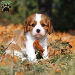 Charlie, Cavalier King Charles Spaniel Puppy