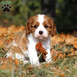 Charlie, Cavalier King Charles Spaniel Puppy