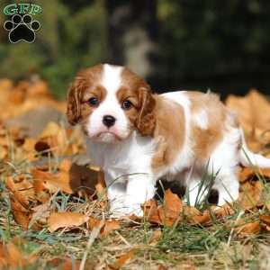 Charlie, Cavalier King Charles Spaniel Puppy