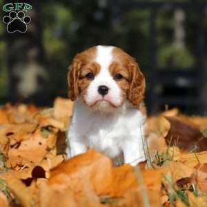 Charlie, Cavalier King Charles Spaniel Puppy