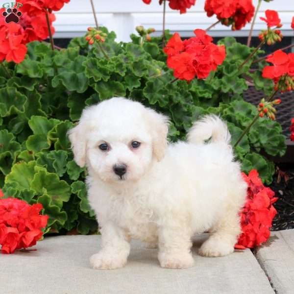 Charlie, Bichon Frise Puppy