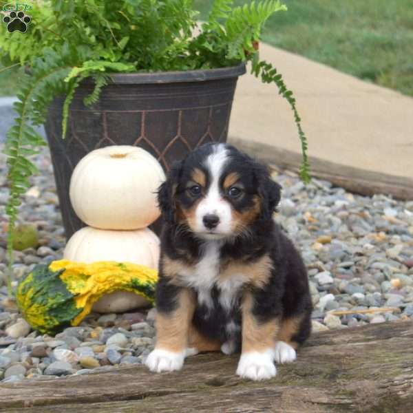 Charlie, Mini Bernedoodle Puppy