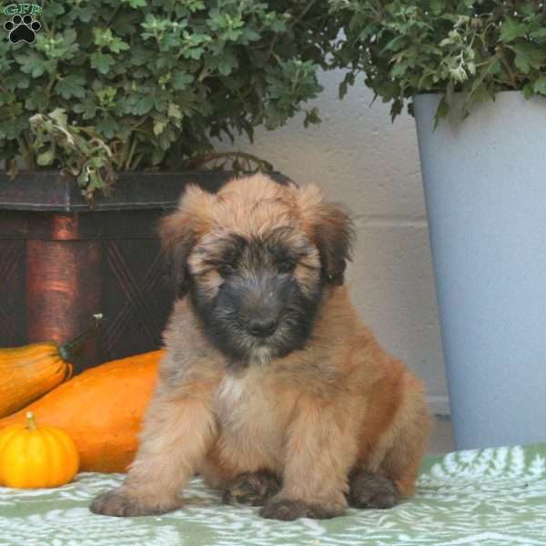 Charlie, Soft Coated Wheaten Terrier Puppy