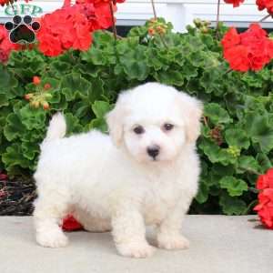 Charlie, Bichon Frise Puppy