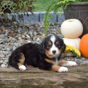 Charlie, Mini Bernedoodle Puppy