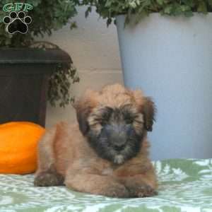 Charlie, Soft Coated Wheaten Terrier Puppy