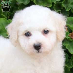 Charlie, Bichon Frise Puppy