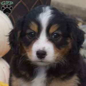 Charlie, Mini Bernedoodle Puppy