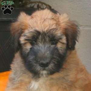 Charlie, Soft Coated Wheaten Terrier Puppy
