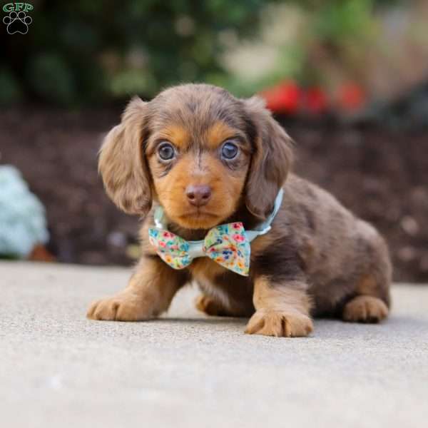Charlie, Dachshund Puppy