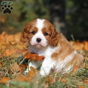 Charlie, Cavalier King Charles Spaniel Puppy
