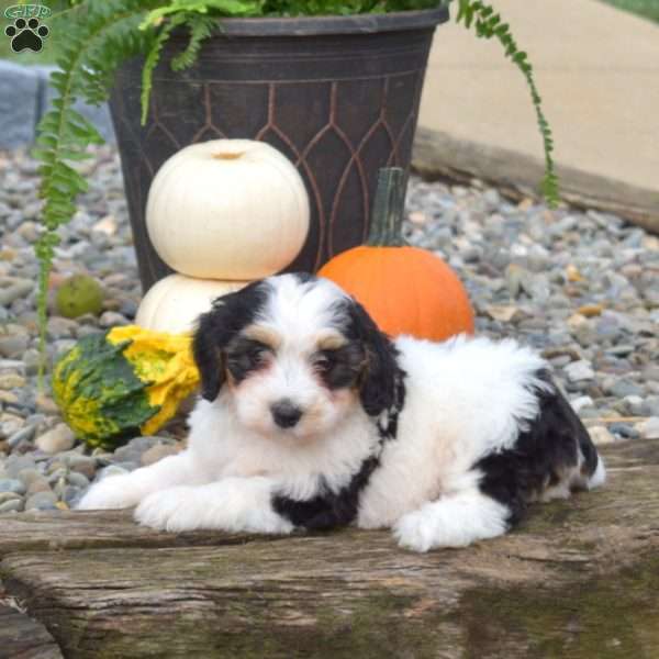 Charlotte, Mini Bernedoodle Puppy