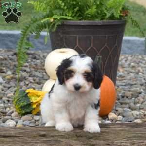 Charlotte, Mini Bernedoodle Puppy
