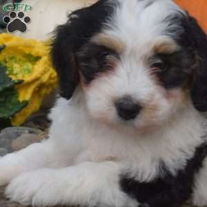 Charlotte, Mini Bernedoodle Puppy