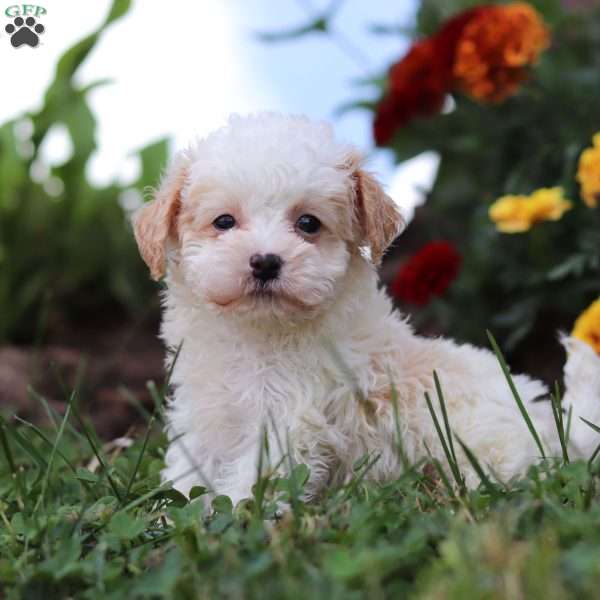 Chase, Shih-Poo Puppy