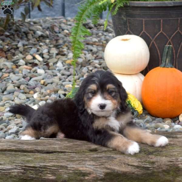 Chase, Mini Bernedoodle Puppy
