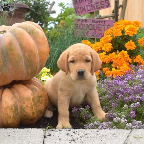 Chase, Yellow Labrador Retriever Puppy