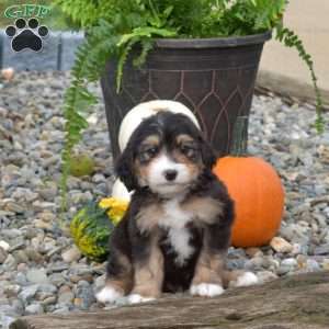 Chase, Mini Bernedoodle Puppy