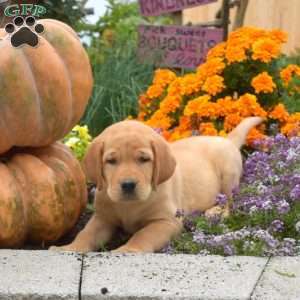 Chase, Yellow Labrador Retriever Puppy