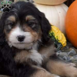 Chase, Mini Bernedoodle Puppy