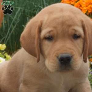 Chase, Yellow Labrador Retriever Puppy
