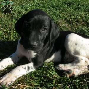 Chase, German Shorthaired Pointer Puppy