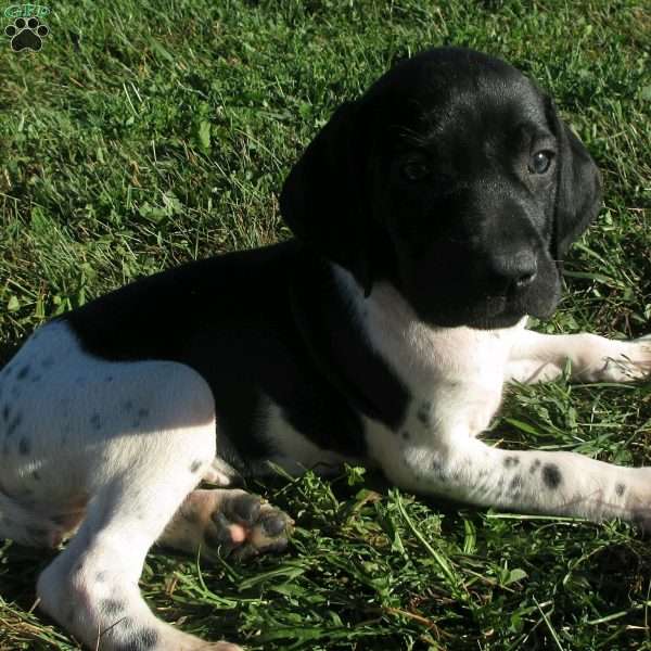 Chase, German Shorthaired Pointer Puppy