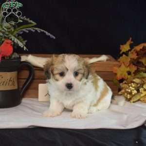 Cheddar, Teddy Bear Puppy
