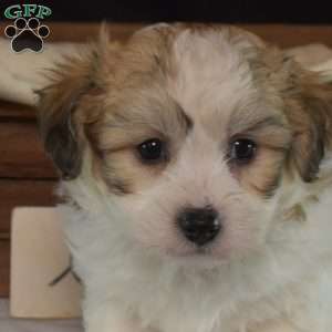 Cheddar, Teddy Bear Puppy