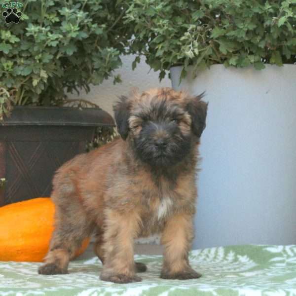 Chester, Soft Coated Wheaten Terrier Puppy