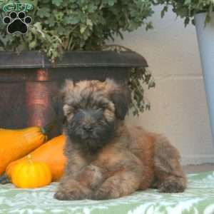 Chester, Soft Coated Wheaten Terrier Puppy