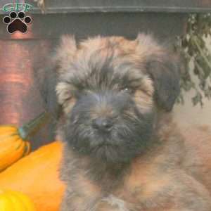 Chester, Soft Coated Wheaten Terrier Puppy