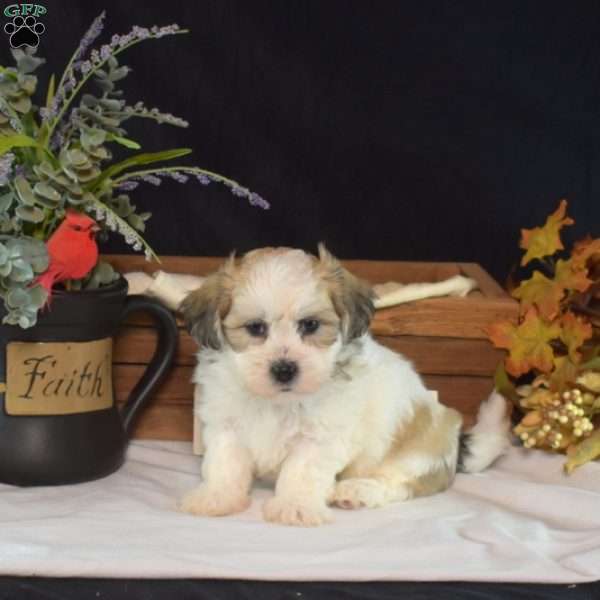 Chestnut, Teddy Bear Puppy